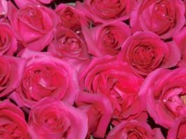 Le malattie delle rose – 1 parte 528 0 049 Le malattie delle rose 1^parte